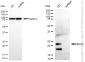 KD-Validated Anti-BTF3 Rabbit Monoclonal Antibody