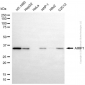 KD-Validated Anti-AIMP1 Rabbit Monoclonal Antibody