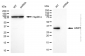 KD-Validated Anti-AIMP1 Rabbit Monoclonal Antibody