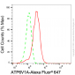 KD-Validated Anti-ATP6V1A Rabbit Monoclonal Antibody