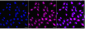 KD-Validated Anti-ATP6V1A Rabbit Monoclonal Antibody