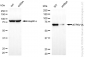 KD-Validated Anti-ATP6V1A Rabbit Monoclonal Antibody