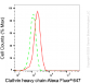 KD-Validated Anti-Clathrin Heavy Chain Rabbit Monoclonal Antibody