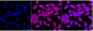 KD-Validated Anti-Clathrin Heavy Chain Rabbit Monoclonal Antibody