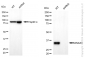 KD-Validated Anti-Annexin A1 Mouse Monoclonal Antibody