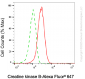 KD-Validated Anti-Creatine Kinase B Mouse Monoclonal Antibody