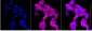 KD-Validated Anti-Creatine Kinase B Mouse Monoclonal Antibody