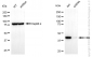 KD-Validated Anti-Creatine Kinase B Mouse Monoclonal Antibody