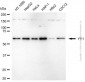 KD-Validated Anti-YY1 Mouse Monoclonal Antibody