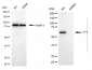KD-Validated Anti-YY1 Mouse Monoclonal Antibody