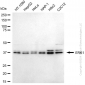 KD-Validated Anti-MAPK3 Mouse Monoclonal Antibody