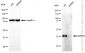 KD-Validated Anti-MAPK3 Mouse Monoclonal Antibody