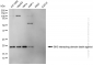 KD-Validated Anti-BID Mouse Monoclonal Antibody
