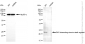 KD-Validated Anti-BID Mouse Monoclonal Antibody