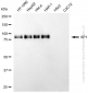 KD-Validated Anti-Sp1 Transcription Factor Mouse Monoclonal Antibody