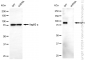 KD-Validated Anti-Sp1 Transcription Factor Mouse Monoclonal Antibody