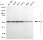 KD-Validated Anti-FLT1 Mouse Monoclonal Antibody