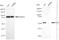 KD-Validated Anti-FLT1 Mouse Monoclonal Antibody