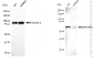 KD-Validated Anti-EIF2AK2 Mouse Monoclonal Antibody