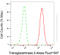 KD-Validated Anti-Transglutaminase 2 Mouse Monoclonal Antibody