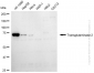 KD-Validated Anti-Transglutaminase 2 Mouse Monoclonal Antibody