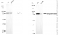 KD-Validated Anti-Transglutaminase 2 Mouse Monoclonal Antibody
