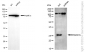 KD-Validated Anti-RAB27 Mouse Monoclonal Antibody