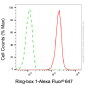 KD-Validated Anti-Ring-Box 1 Mouse Monoclonal Antibody