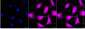 KD-Validated Anti-Ring-Box 1 Mouse Monoclonal Antibody