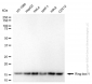 KD-Validated Anti-Ring-Box 1 Mouse Monoclonal Antibody