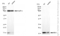 KD-Validated Anti-Ring-Box 1 Mouse Monoclonal Antibody