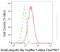 KD-Validated Anti-SUMO1 Mouse Monoclonal Antibody