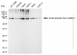 KD-Validated Anti-SUMO1 Mouse Monoclonal Antibody