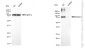 KD-Validated Anti-SUMO1 Mouse Monoclonal Antibody