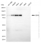 KD-Validated Anti-EZH2 Mouse Monoclonal Antibody