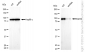 KD-Validated Anti-EZH2 Mouse Monoclonal Antibody
