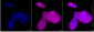 KD-Validated Anti-Lin-28 Homolog B Mouse Monoclonal Antibody