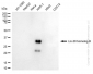 KD-Validated Anti-Lin-28 Homolog B Mouse Monoclonal Antibody