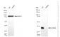 KD-Validated Anti-Lin-28 Homolog B Mouse Monoclonal Antibody