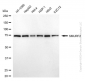 KD-Validated Anti-SMURF2 Mouse Monoclonal Antibody