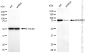 KD-Validated Anti-SMURF2 Mouse Monoclonal Antibody