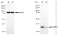 KD-Validated Anti-GAPDH Rabbit Polyclonal Antibody