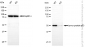 KD-Validated Anti-Tumor Protein P53 Rabbit Polyclonal Antibody