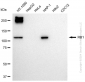 KD-Validated Anti-RB1 Rabbit Polyclonal Antibody