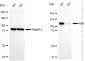 KD-Validated Anti-RB1 Rabbit Polyclonal Antibody