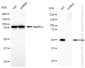 KD-Validated Anti-XIAP Mouse Monoclonal Antibody