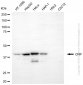 KD-Validated Anti-CNP Mouse Monoclonal Antibody