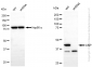 KD-Validated Anti-CNP Mouse Monoclonal Antibody