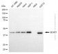 KD-Validated Anti-BCAT1 Mouse Monoclonal Antibody