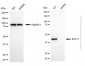 KD-Validated Anti-BCAT1 Mouse Monoclonal Antibody